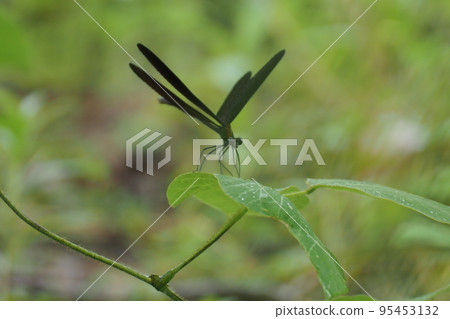 Close-up of a haguro dragonfly 95453132