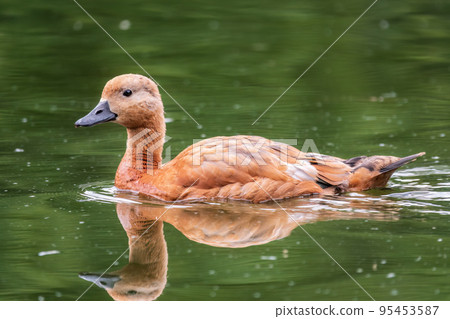 Ruddy Shelduck, or red duck, lat. Tadorna ferruginea, swimming on a lake. Ruddy Shelduck, or red duck, lat. Tadorna ferruginea, swimming on a lake. 95453587