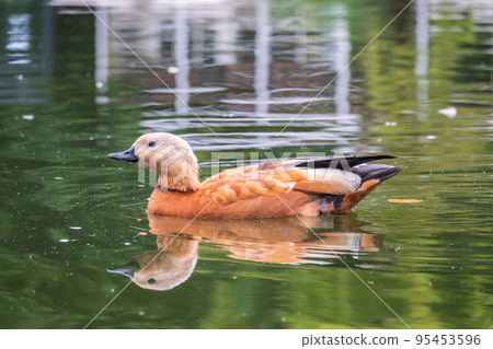 Ruddy Shelduck, or red duck, lat. Tadorna ferruginea, swimming on a lake. Ruddy Shelduck, or red duck, lat. Tadorna ferruginea, swimming on a lake. 95453596