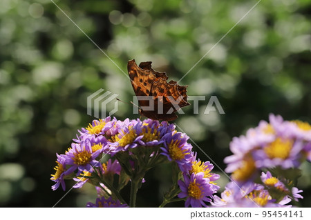 Kitateha sucking nectar from a cypress flower blooming in a Japanese autumn garden 95454141