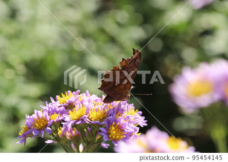 Kitateha sucking nectar from a cypress flower blooming in a Japanese autumn garden Kitateha sucking nectar from a cypress flower blooming in a Japanese autumn garden 95454145