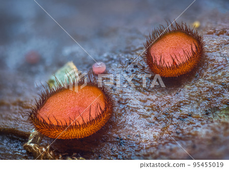 Scutellinia scutellata, common eyelash, Molly eye-winker, scarlet elf cap 95455019