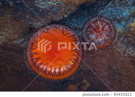 Scutellinia scutellata, common eyelash, Molly eye-winker, scarlet elf cap 95455022