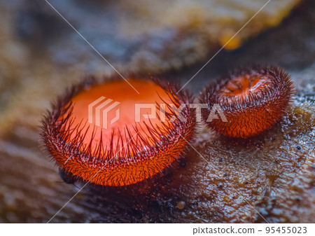 Scutellinia scutellata, common eyelash, Molly eye-winker, scarlet elf cap 95455023