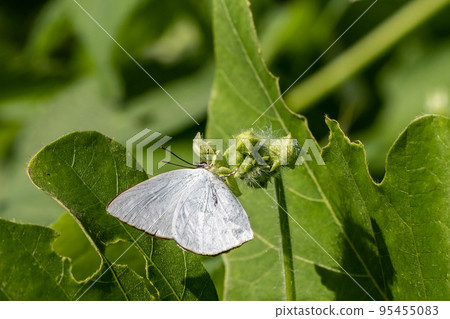 Uragine brevity 95455083