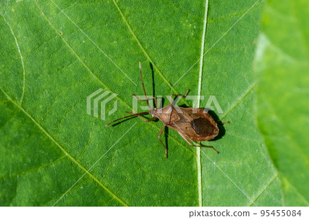 Hoshi Hararillo Helicopter bug 95455084