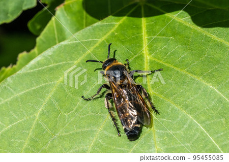 White-tailed eagle bee 95455085