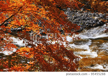 Autumn leaves 95455288
