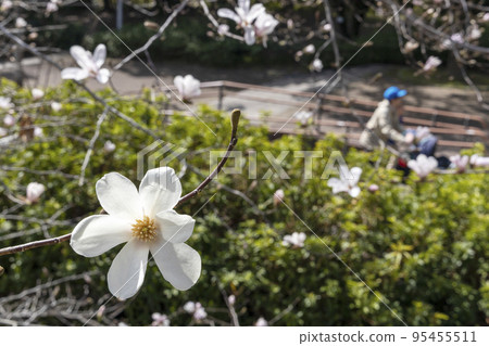 Spring flowers, Shini-blooming scenery-2 95455511