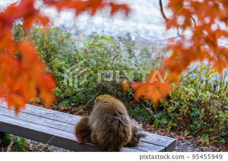 野生猴子美容 95455949
