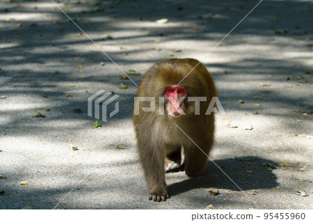Kamikochi, monkey walk Kamikochi, monkey walk 95455960