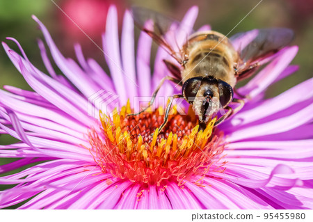Worker bee on pink aster flowers in autumn garden on a sunny day 95455980