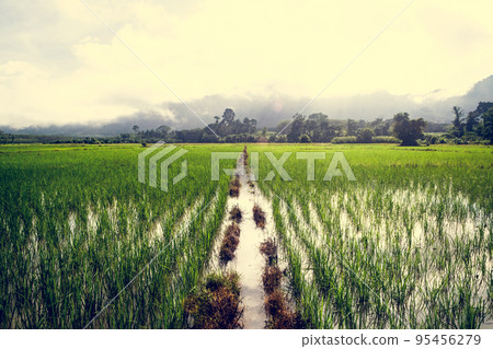green rice fields in Thailand 95456279