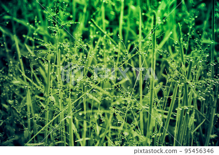Green Grass Meadow fields blossom with dew drop  soft focus  at  bright  morning  sunrise 95456346