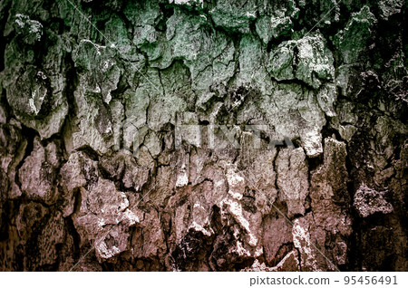 grunge gray and green tree bark abstract texture background 95456491