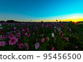採取早晨太陽的波斯菊 採取早晨太陽的波斯菊 95456500