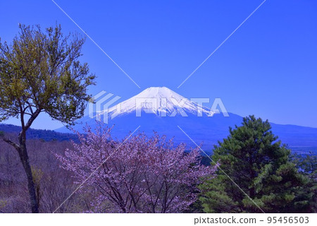 富士山和山中湖的櫻花 95456503