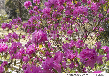 春暖花開,玄海杜鵑花 春暖花開,玄海杜鵑花 95456828