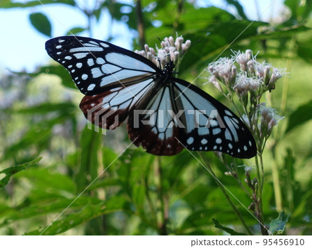 chestnut tiger butterfly butterfly 95456910