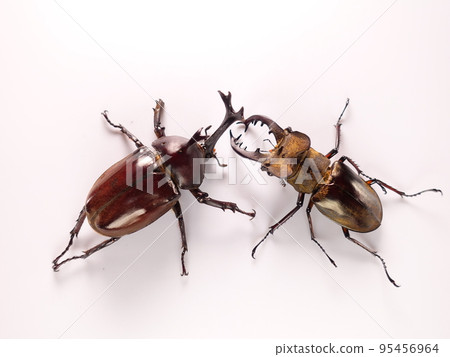 犀牛甲蟲 鍬形蟲 鍬形蟲 暑假兒童 95456964