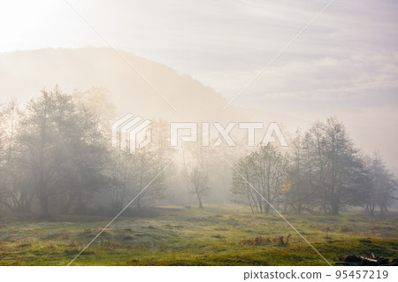 mountainous rural landscape on a misty sunrise. gorgeous fall nature scenery with deciduous forest behind the grassy meadow in hoar. majestic sunny morning in transcarpathia region mountainous rural landscape on a misty sunrise. gorgeous fall nature scenery with deciduous forest behind the grassy meadow in hoar. majestic sunny morning in transcarpathia region 95457219