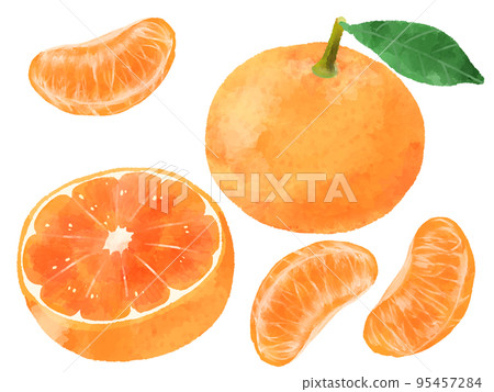 Mandarin orange illustration, hand-drawn, watercolor style 95457284
