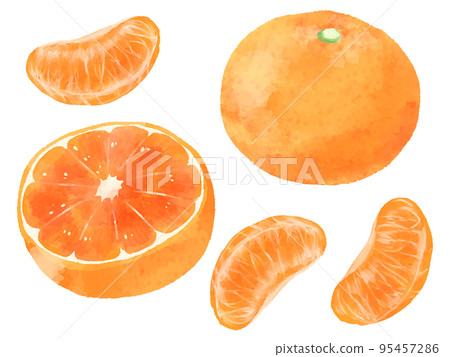 橘子插圖，手繪，水彩風格 95457286