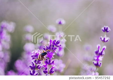 Lavender flower background with beautiful purple colors and bokeh lights. Blooming lavender in a field at sunset in Provence, France. Close up. Selective focus. Lavender flower background with beautiful purple colors and bokeh lights. Blooming lavender in a field at sunset in Provence, France. Close up. Selective focus. 95457292