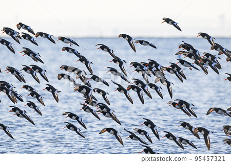 Flock of oystercatchers in flight 95457321