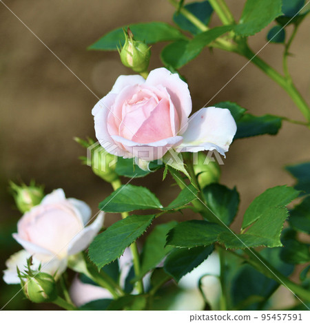 pale pink floret rose pale pink floret rose 95457591