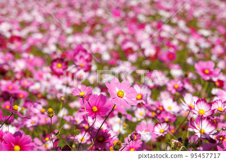 Cosmos Cosmos 95457717
