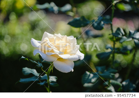 Cream rose flowers blooming in a flowerbed in an autumn rose garden Cream rose flowers blooming in a flowerbed in an autumn rose garden 95457734