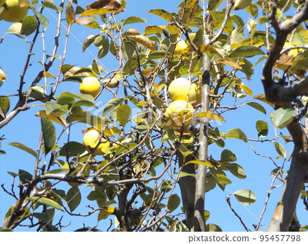 Yellow-colored Chinese quince useful for health at home 95457798