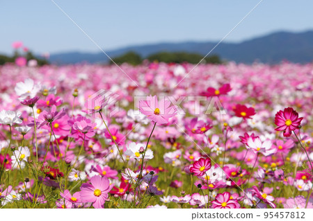 Cosmos Cosmos 95457812