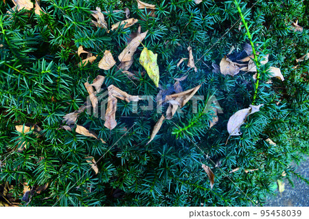 Spider webs and leaves in the garden Spider webs and leaves in the garden 95458039