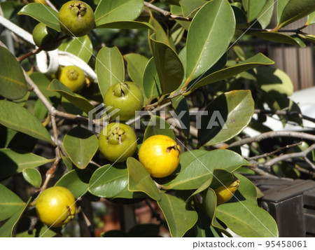 熱帶水果hime gaba果實開始變色 95458061