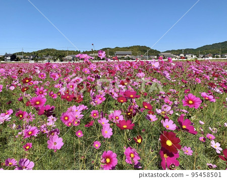 A cosmos field that shines in the clear blue sky of autumn [Kouda Town, Aichi Prefecture] 95458501