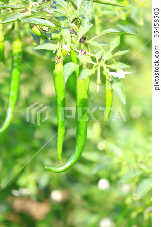 Chili pepper flower and fruit 95458503