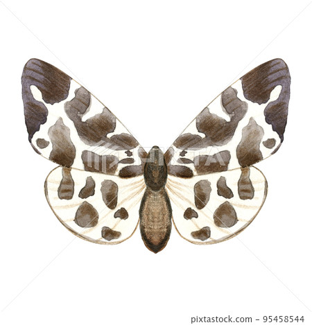 Watercolor illustration of brown butterfly or moth. Hand drawn flying insects. Element for packaging design, stationary card, label. Watercolor illustration of brown butterfly or moth. Hand drawn flying insects. Element for packaging design, stationary card, label. 95458544