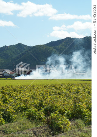 Smoke from burning leaves and stems after harvesting edamame, Tambaguro, Tamba Sasayama, mid-October Smoke from burning leaves and stems after harvesting edamame, Tambaguro, Tamba Sasayama, mid-October 95458552