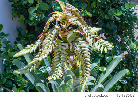 Wet Tropics of Queensland Wet Tropics of Queensland 95458598