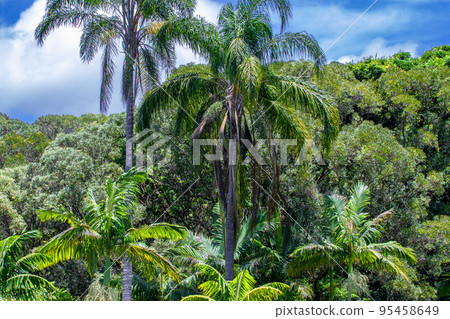 昆士蘭濕熱帶 昆士蘭濕熱帶 95458649