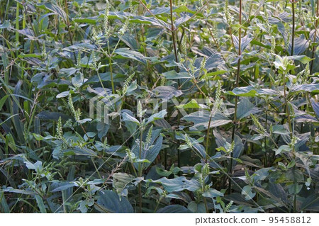 Inokozuchi, September 2022 95458812