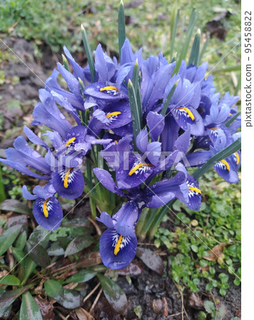 Blue flowers with dew drops. Blue flowers with dew drops. 95458822
