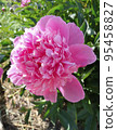 Pink peony flower. 95458827