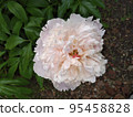 Light pink peony flower close up. 95458828