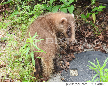 A Japanese badger wandering into a residential area 95458863
