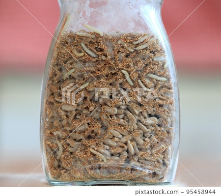 Glass with sunflower seeds full of Indianmeal moth larvae, Plodia interpunctella 95458944