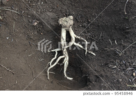 Dang Shen plant or Poor Man's Ginseng, lat.  Codonopsis Pilosula 95458946