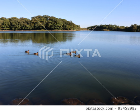 刈谷市須原公園秋景 95458982